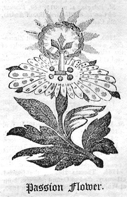 Passion Flower.